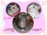 けっとのプレート