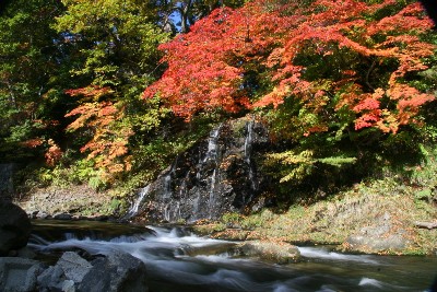 中野のもみじ1
