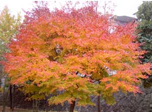 紅葉きれい