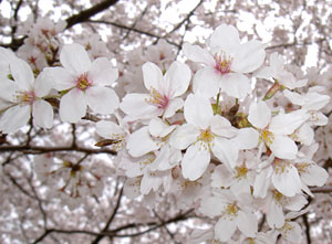 花曇