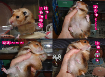 やめて〜〜〜