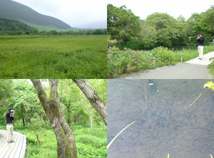 仙石原湿原