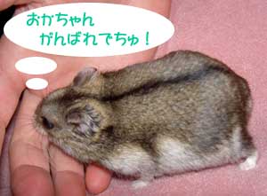がんばれ!でちゅ