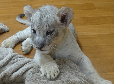 10_10lion14-1.jpg