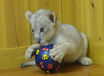 10_10lion14-10.jpg