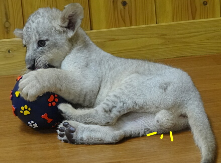10_10lion14-11.jpg