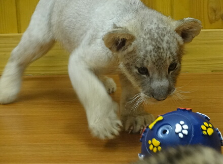 10_10lion14-12.jpg