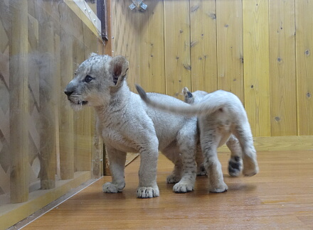 10_10lion14-2.jpg