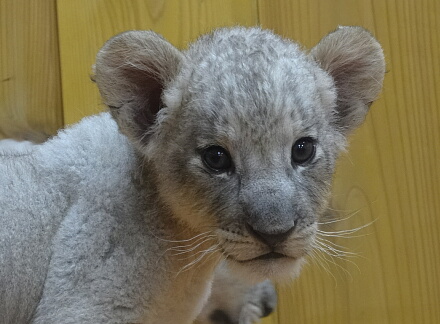 10_10lion14-3.jpg