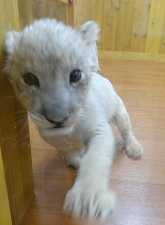 10_10lion14-5.jpg