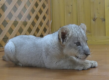 10_10lion14-6.jpg