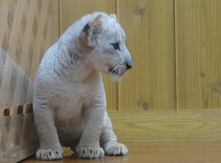 10_10lion14-9.jpg