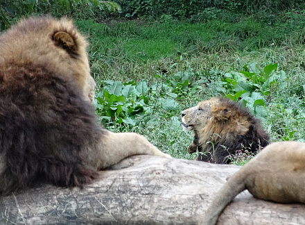10_11safari14-10.jpg