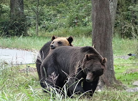 10_11safari14-2.jpg