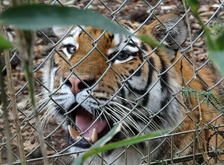 10_11safari14-23.jpg