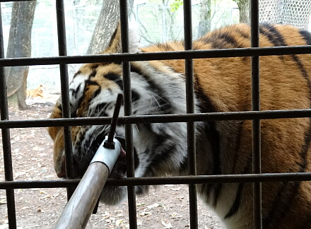 10_11safari14-24.jpg