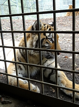 10_11safari14-26.jpg