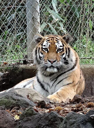 10_11safari14-28.jpg