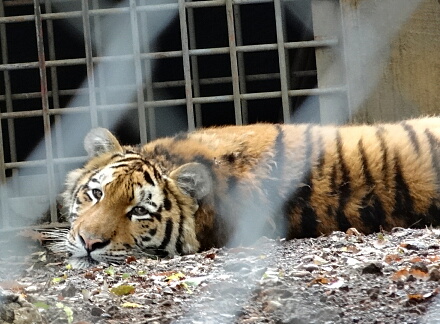 10_11safari14-29.jpg