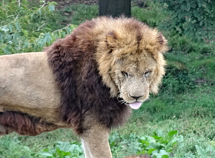 10_11safari14-9.jpg