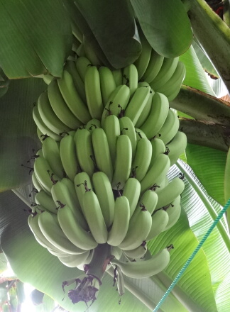 10_12bananawani13-23.jpg