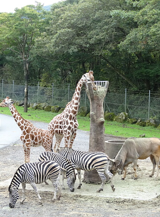 10_13safari14-2.jpg