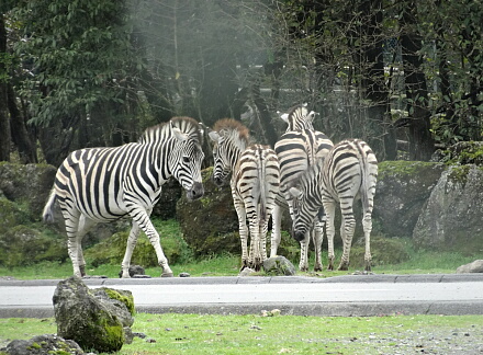 10_13safari14-7.jpg