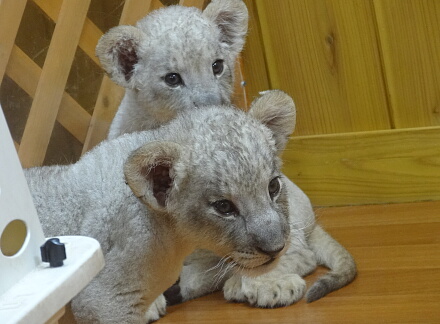 10_15lion14-1.jpg