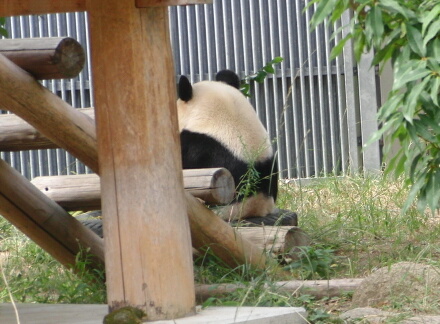さいこー