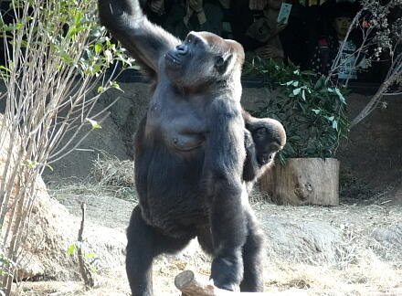 10_28gorilla14-10.jpg