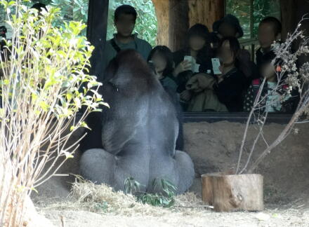 10_28gorilla14-11.jpg