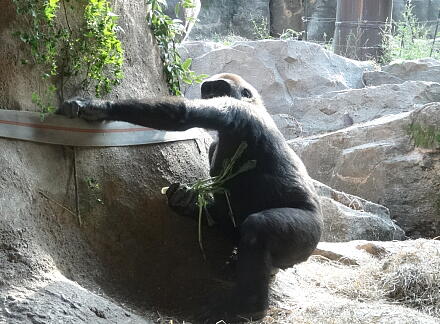 10_28gorilla14-12.jpg