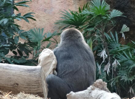 10_28gorilla14-13.jpg