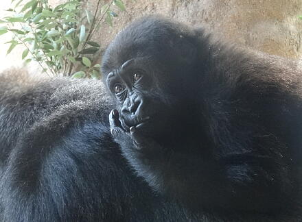 10_28gorilla14-15.jpg