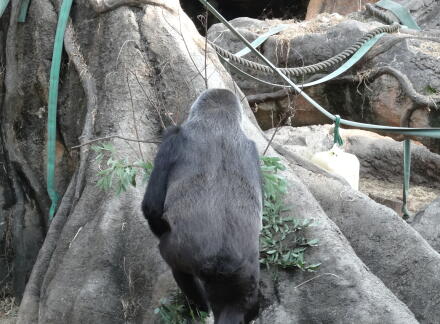 10_28gorilla14-16.jpg
