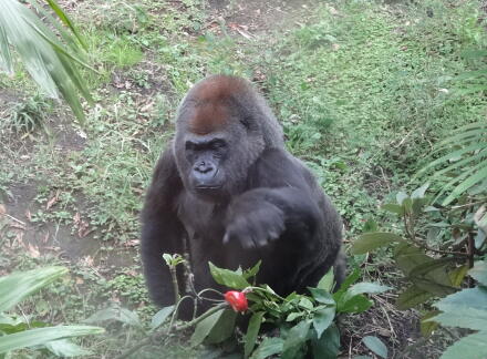 10_28gorilla14-18.jpg