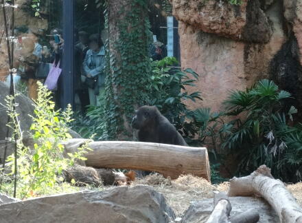 10_28gorilla14-3.jpg