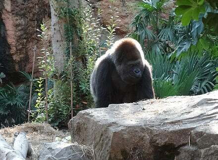 10_28gorilla14-4.jpg