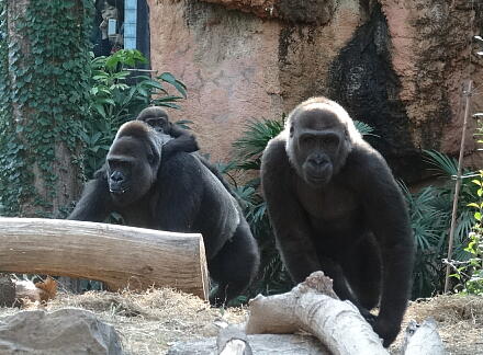 10_28gorilla14-5.jpg