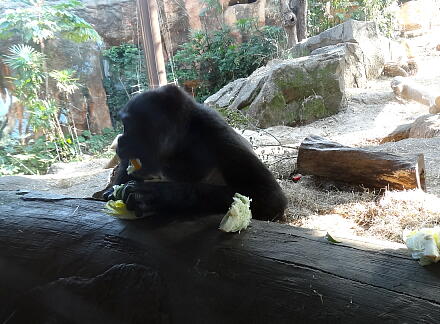10_28gorilla14-7.jpg