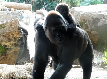 10_28gorilla14-8.jpg