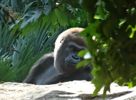 10_28gorilla14-9.jpg