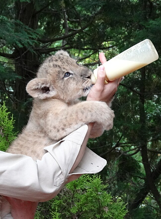10_9lion14-1.jpg