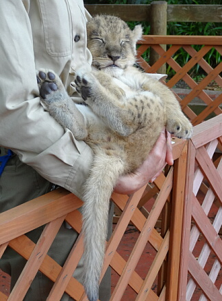 10_9lion14-10.jpg