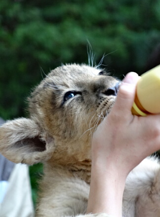 10_9lion14-12.jpg