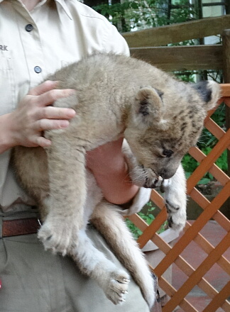 10_9lion14-13.jpg