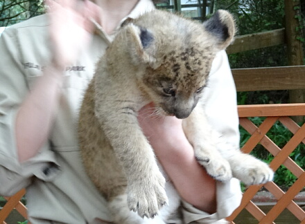 10_9lion14-14.jpg