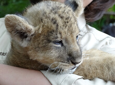 10_9lion14-17.jpg