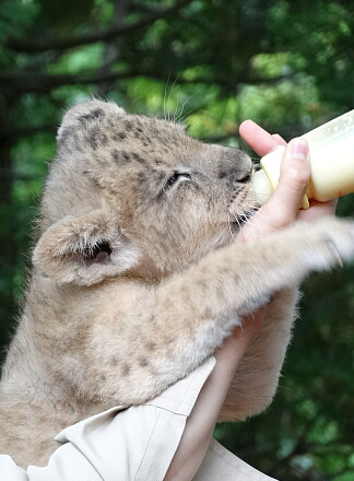 10_9lion14-2.jpg