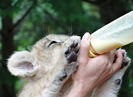 10_9lion14-3.jpg
